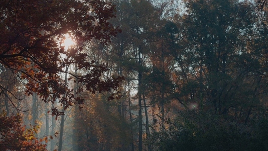 Seamless loop serene forest scene with autumn foliage