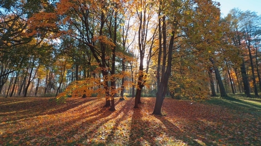 Seamless loop serene autumn landscape with colorful trees