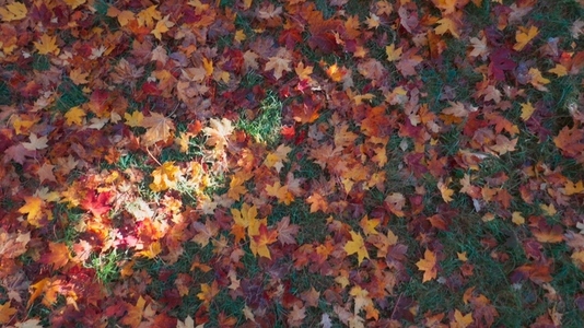 Seamless loop ground covered with colorful autumn leaves texture Seamless loop ground covered with colorful autumn leaves texture