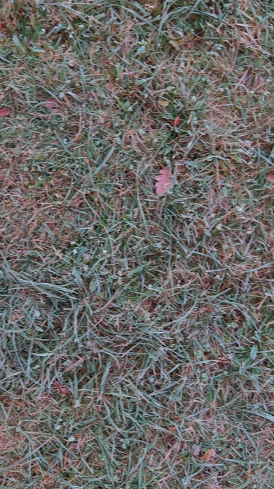 Seamless loop grass texture background with dried blades