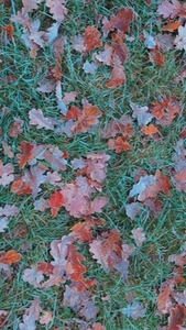 Seamless loop ground covered with fallen autumn leaves texture