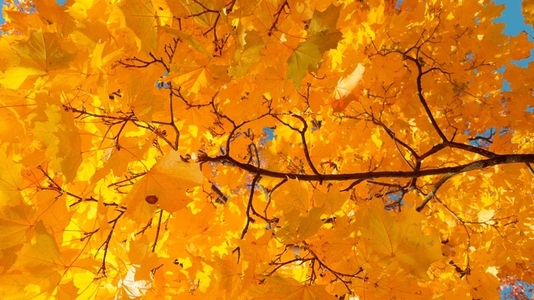 Seamless loop vibrant yellow autumn leaves against a clear blue