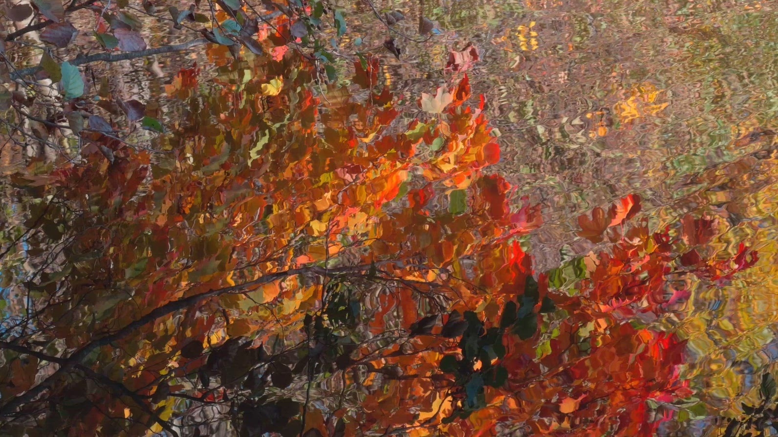 Seamless loop vibrant display of autumn leaves