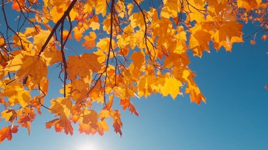 Seamless loop vibrant autumn leaves against a clear blue sky