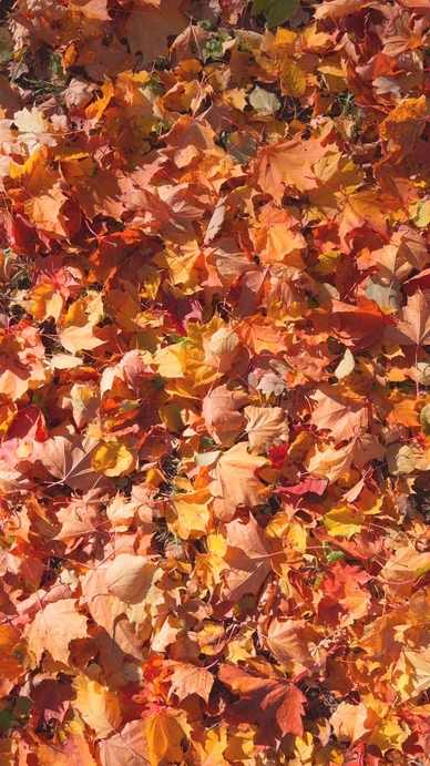 Seamless loop vibrant carpet of autumn leaves in various shades