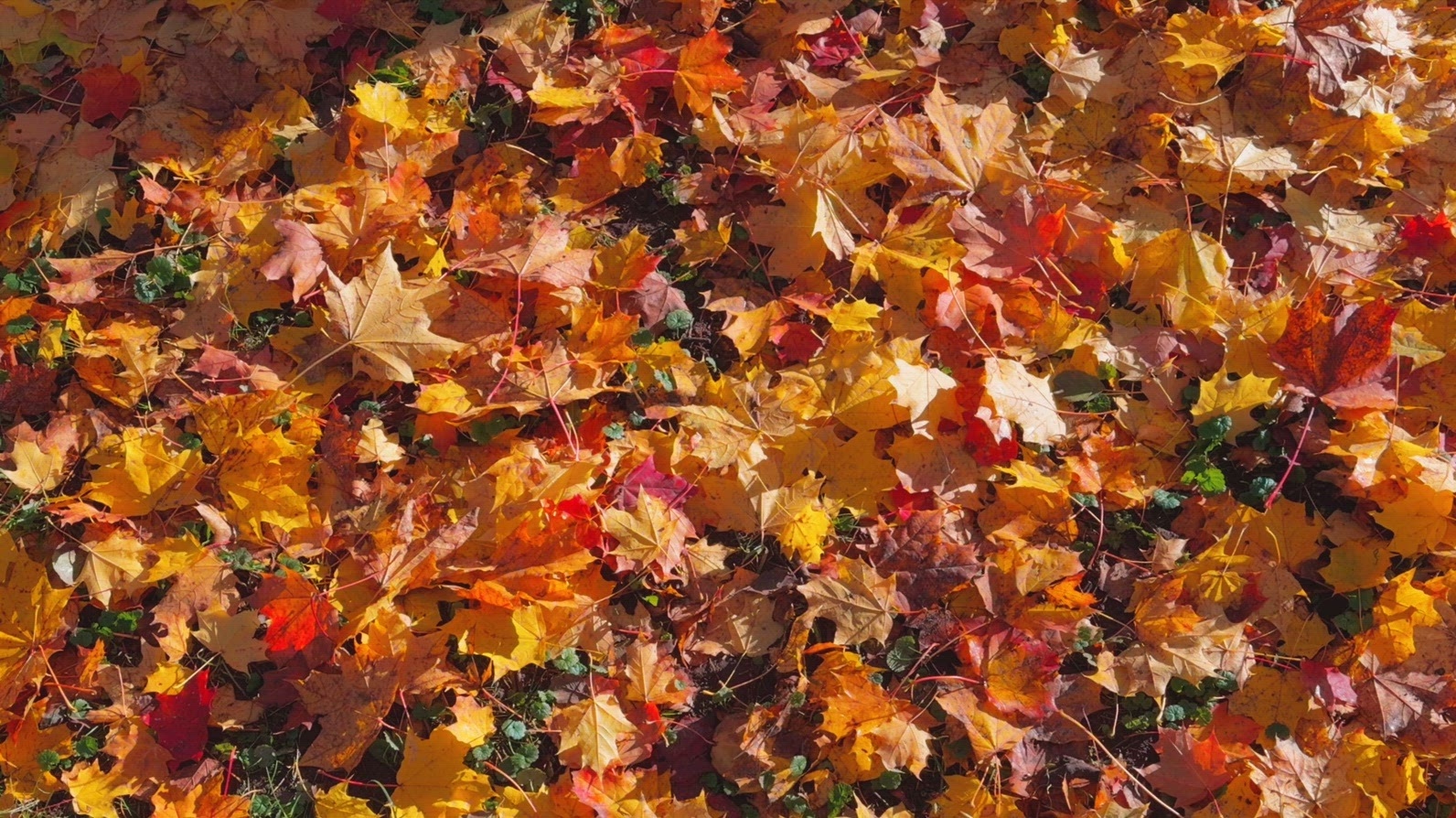 Seamless loop ground covered with colorful autumn leaves