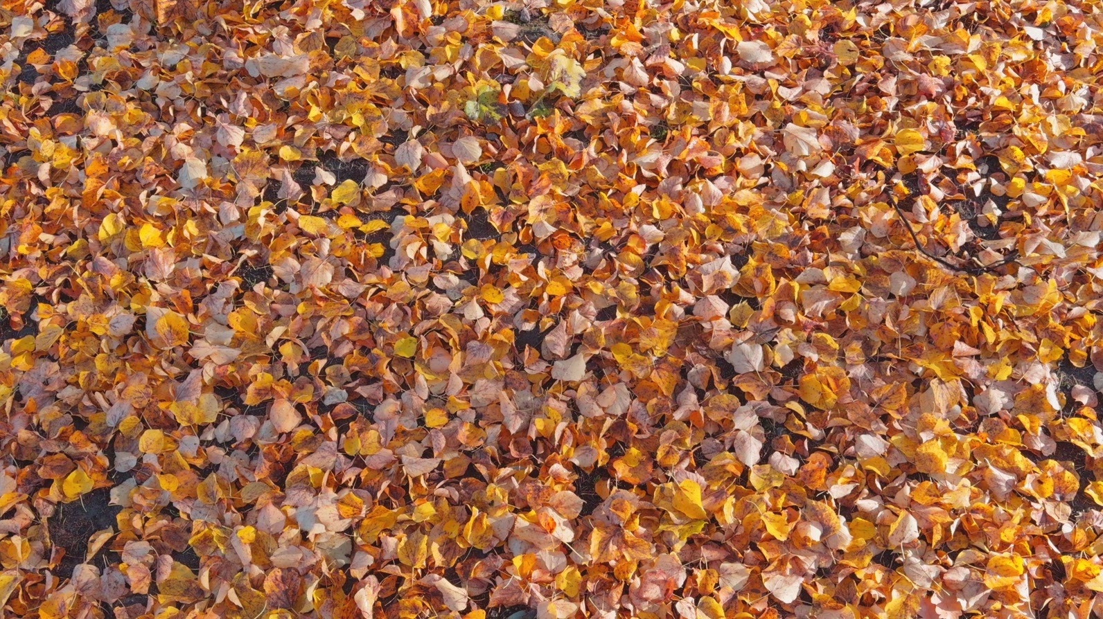 Seamless loop ground covered with colorful autumn leaves