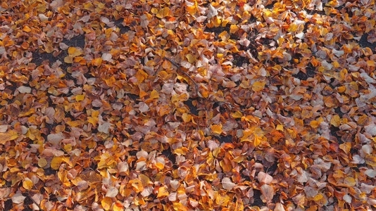 Seamless loop ground covered with a colorful array autumn leafs Seamless loop ground covered with a colorful array autumn leafs
