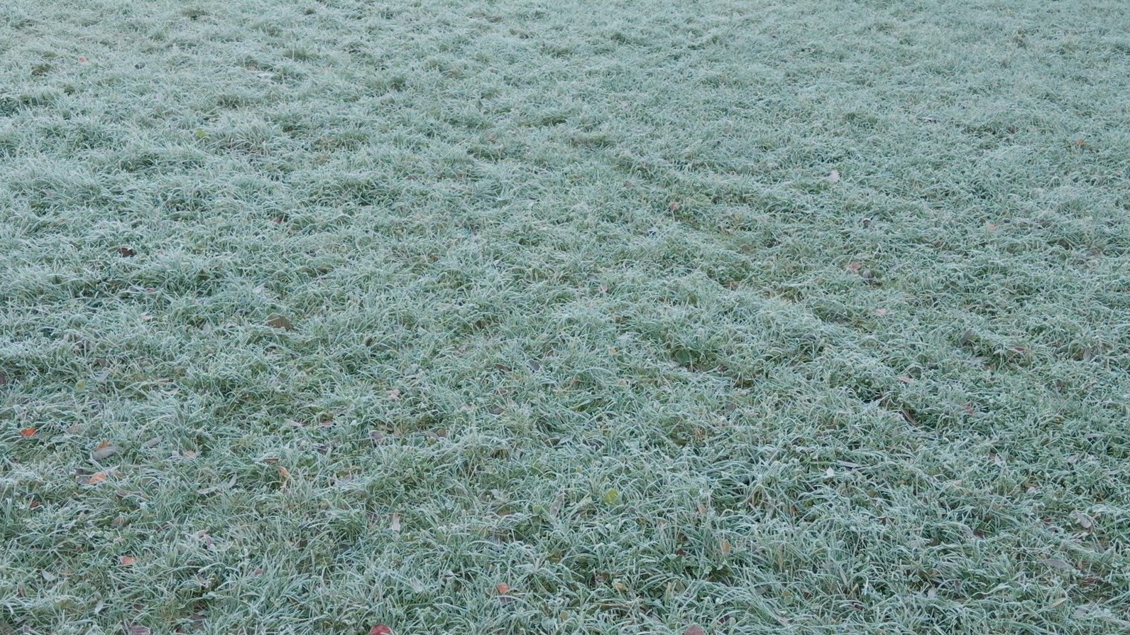 Seamless loop frosty grass field with a light layer of frost