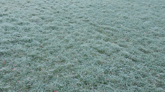 Seamless loop frosty grass field with a light layer of frost