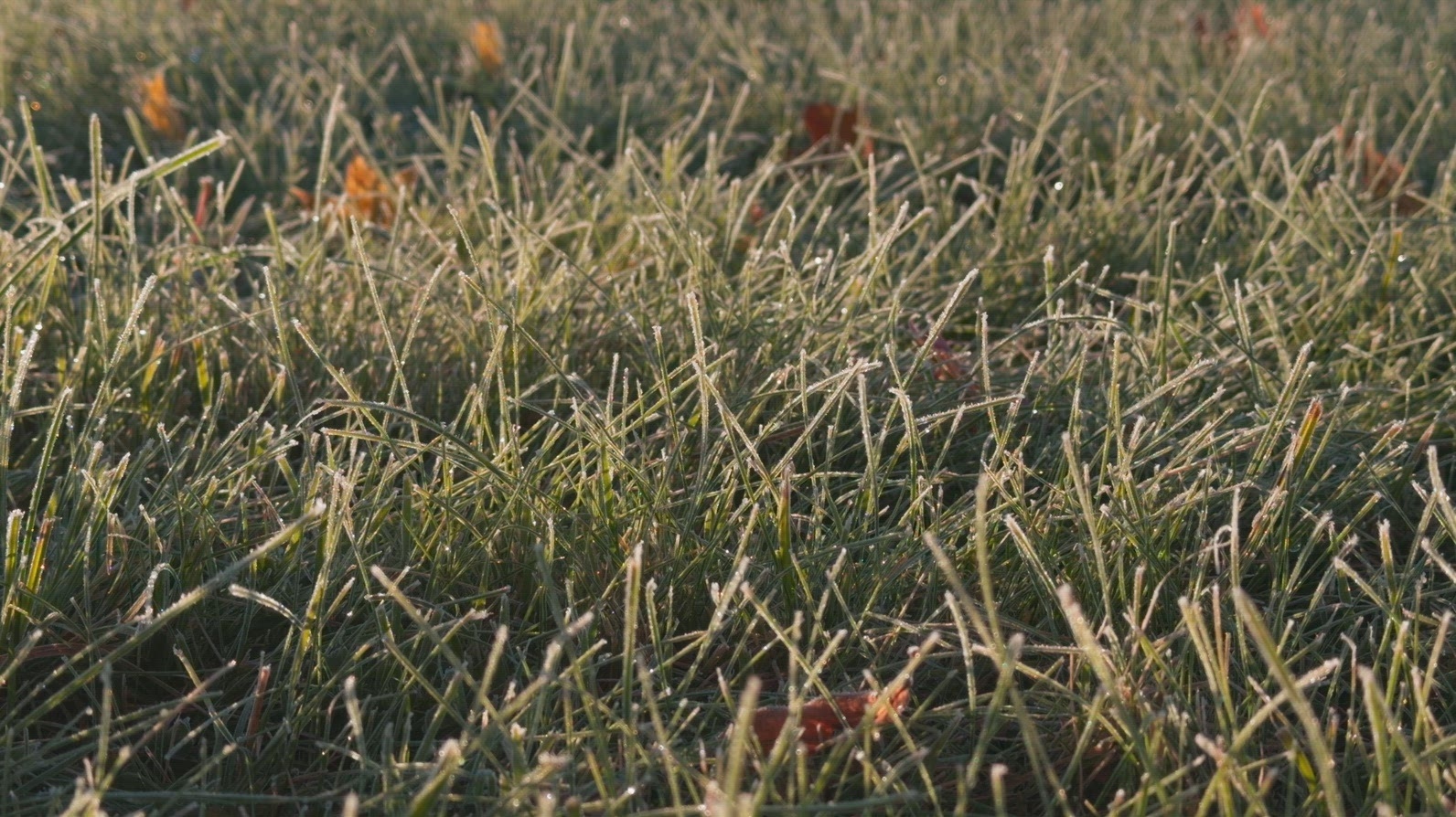 Seamless loop frost-covered grass with dew drops in the morning