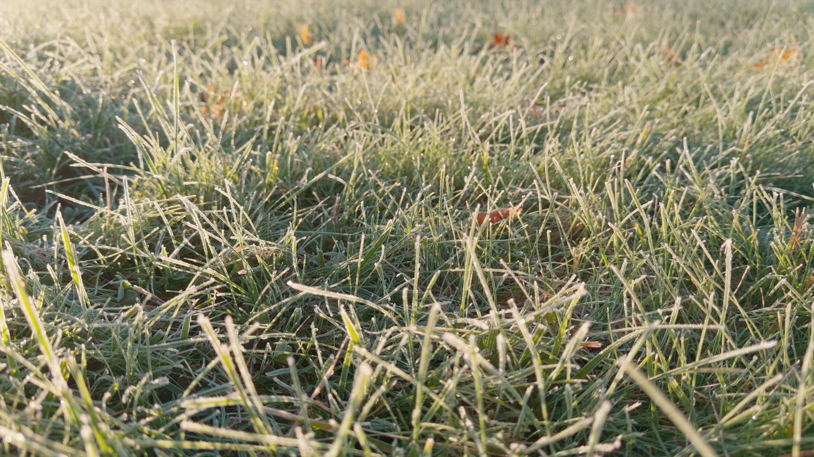 Seamless loop close-up view of frosted morning grass blades