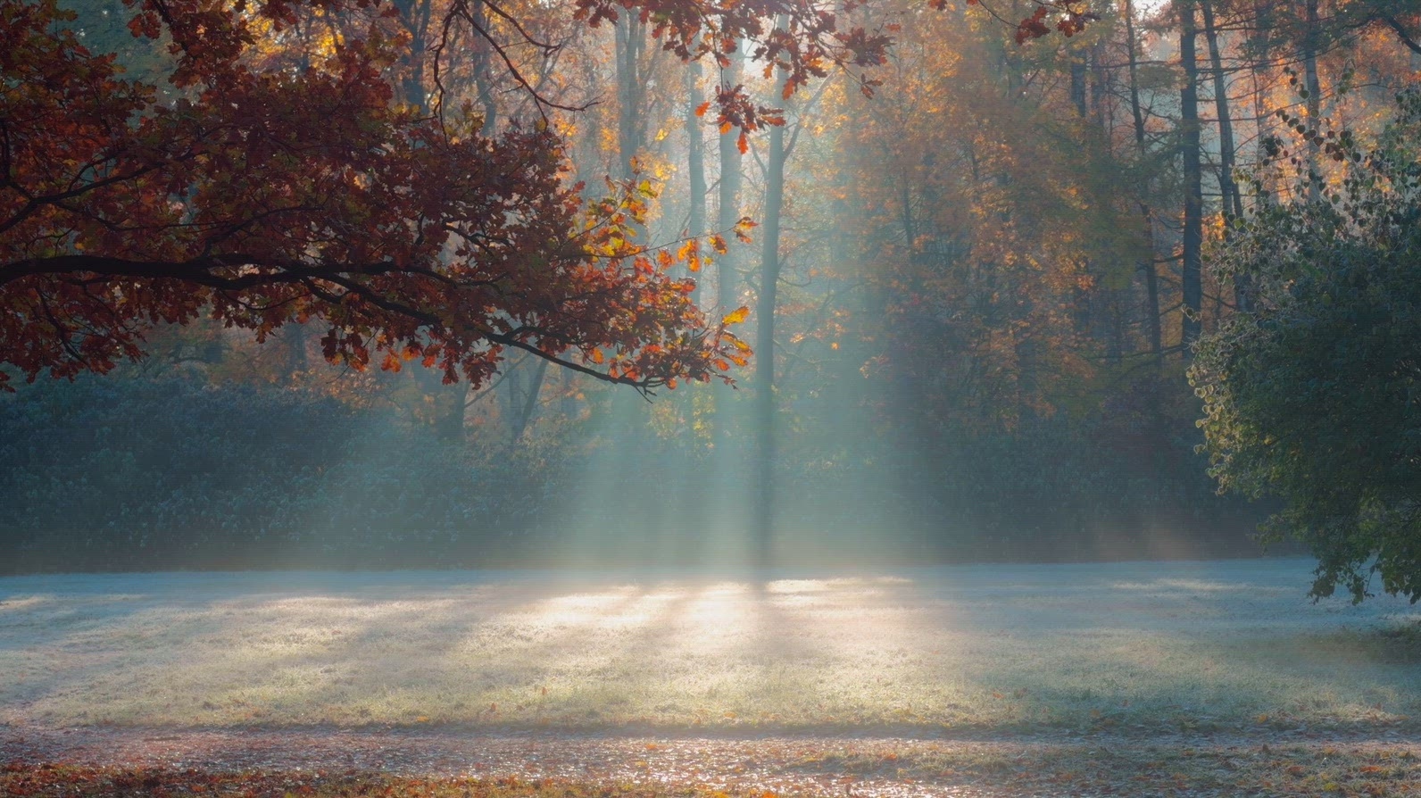 Seamless loop serene forest scene at dawn with soft sunlight
