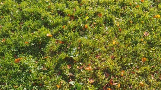Seamless loop grassy area with scattered autumn leaves pan
