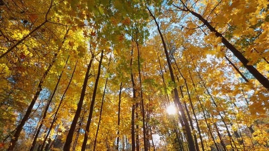 Seamless loop vibrant autumn forest with tall trees