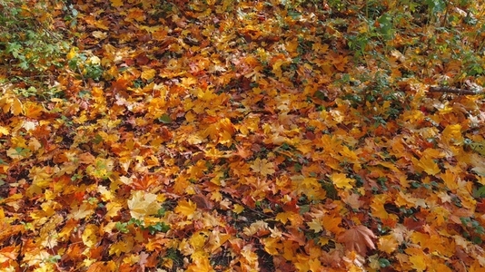 Seamless loop ground covered with colorful autumn leaves