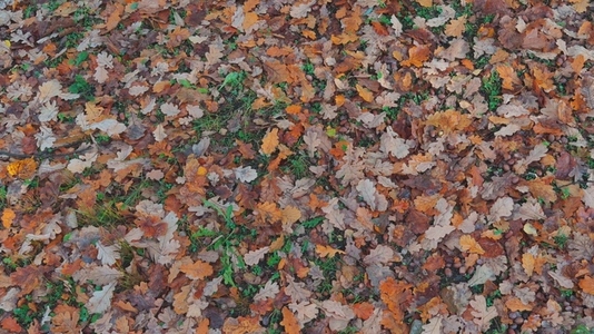 Seamless loop ground covered with a variety of autumn leaves