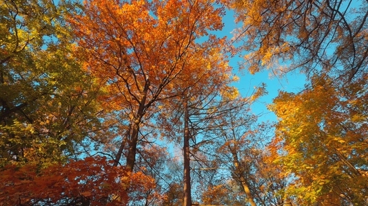 Seamless loop vibrant autumn forest with colorful leaves