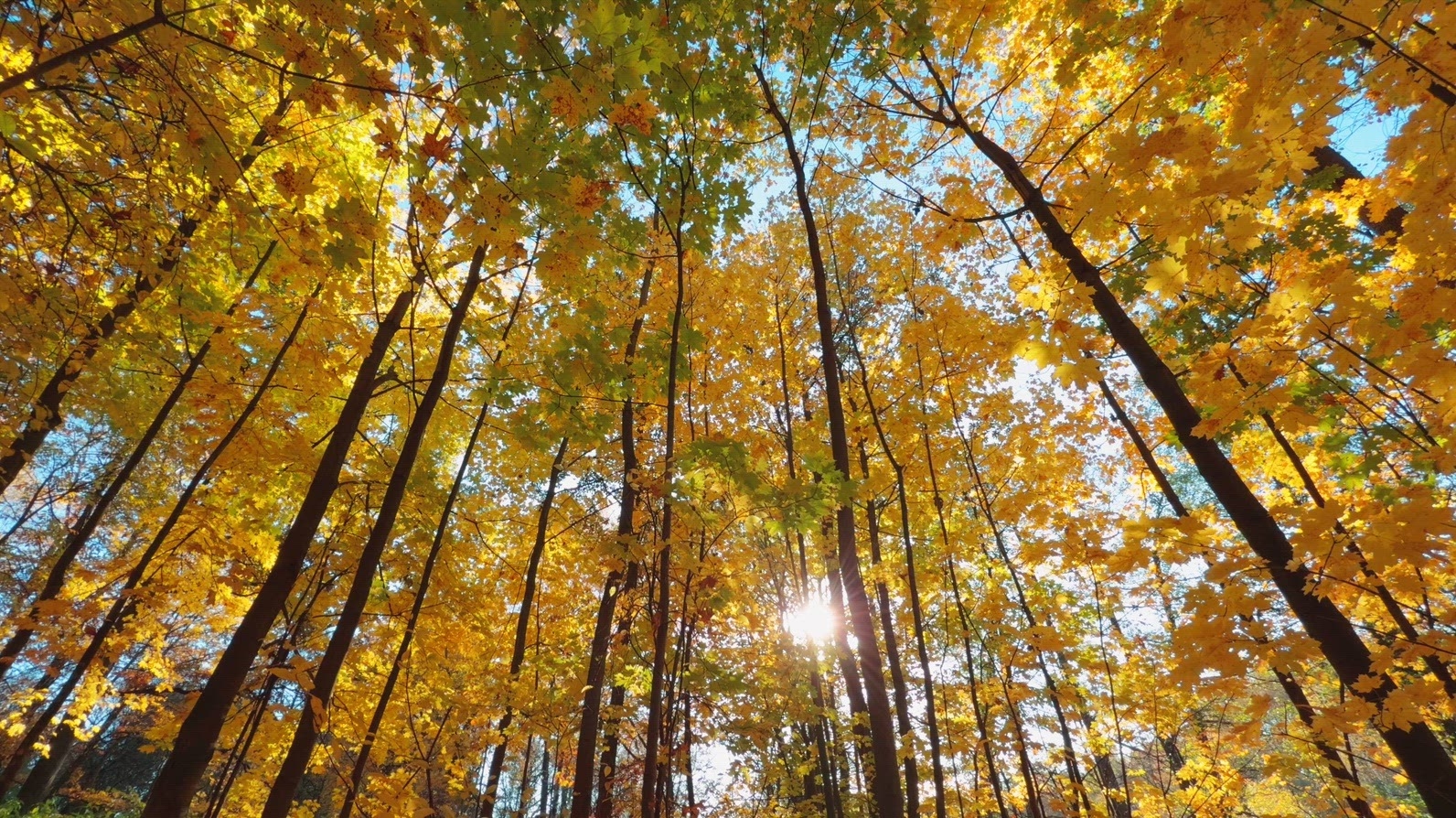 Seamless loop vibrant autumn forest with tall trees