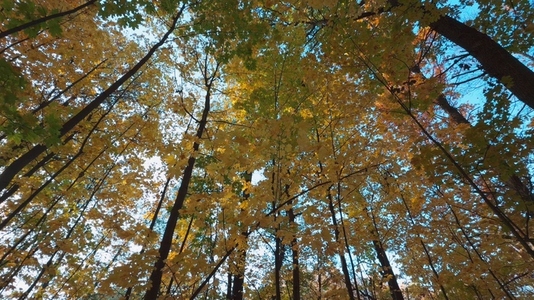 Seamless loop tall trees with vibrant autumn leaves