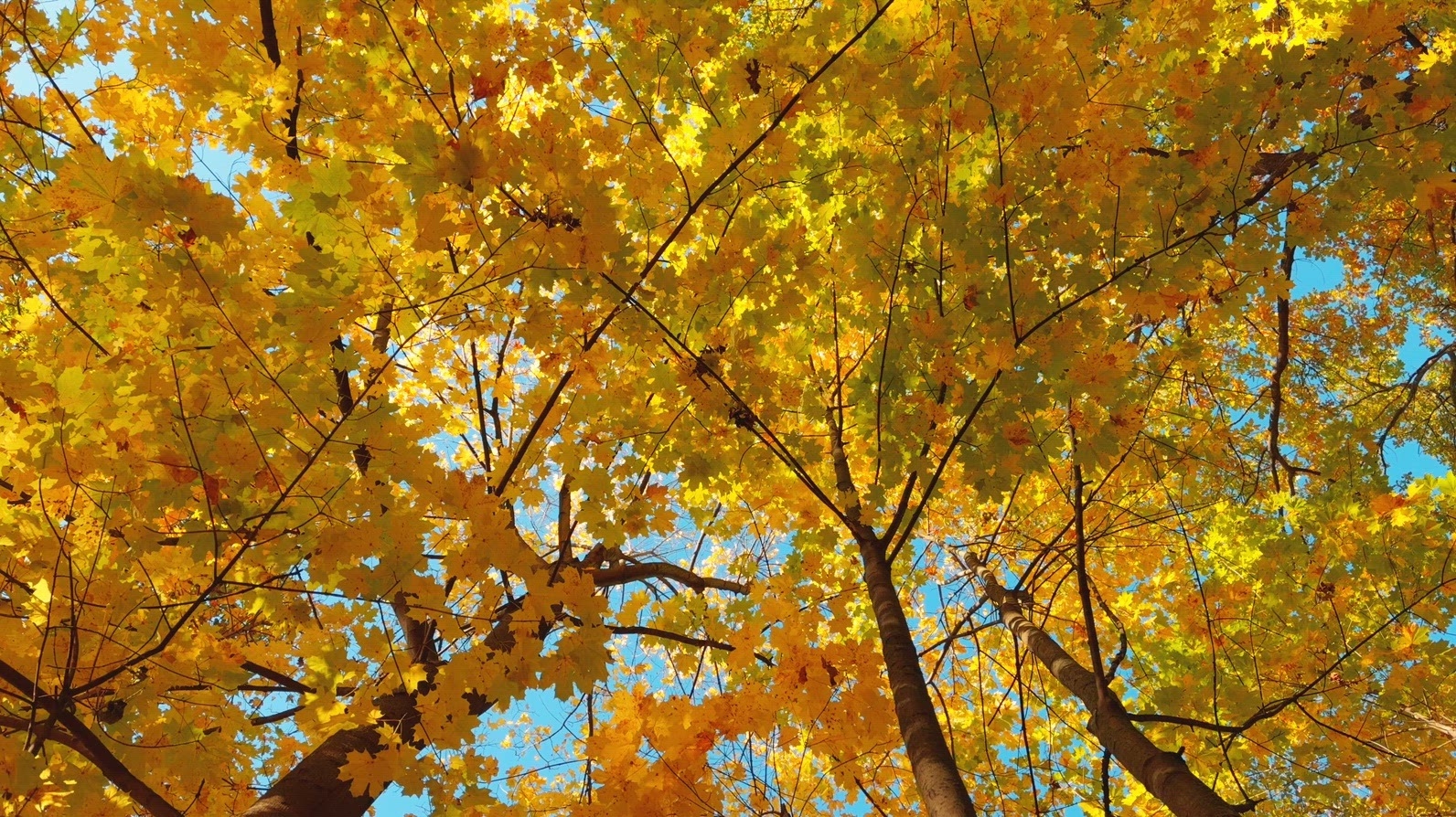 Seamless loop rotating autumn trees with vibrant yellow leaves