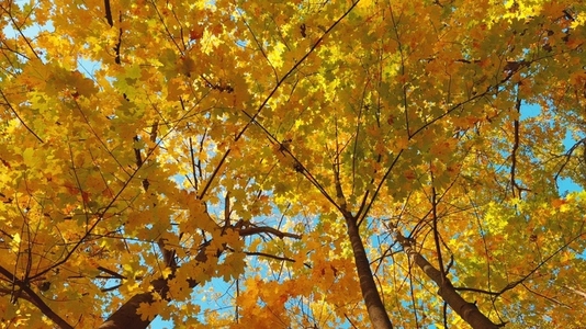 Seamless loop rotating autumn trees with vibrant yellow leaves