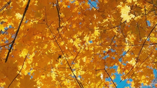 Seamless loop rotating vibrant yellow autumn leaves