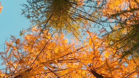 Seamless loop rotating looking up at autumn trees