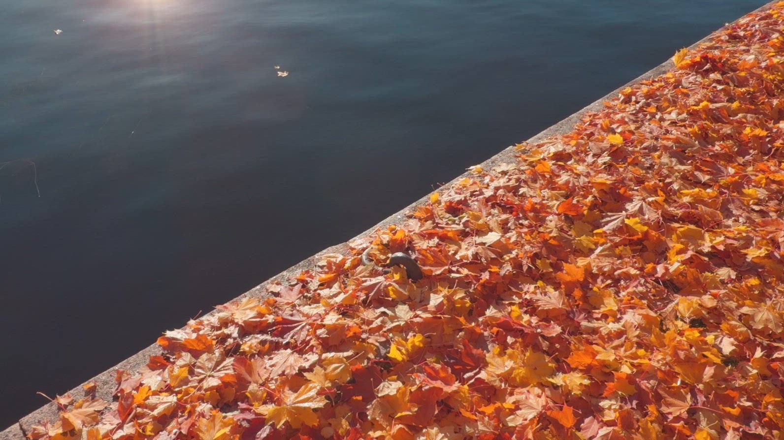 Seamless loop close-up view of colorful autumn leaves scattered