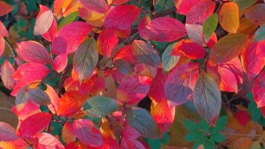 Seamless loop vibrant autumn leaves in shades of red  orange