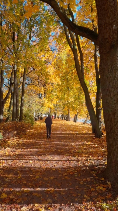 Seamless loop serene autumn scene with a pathway lined by trees