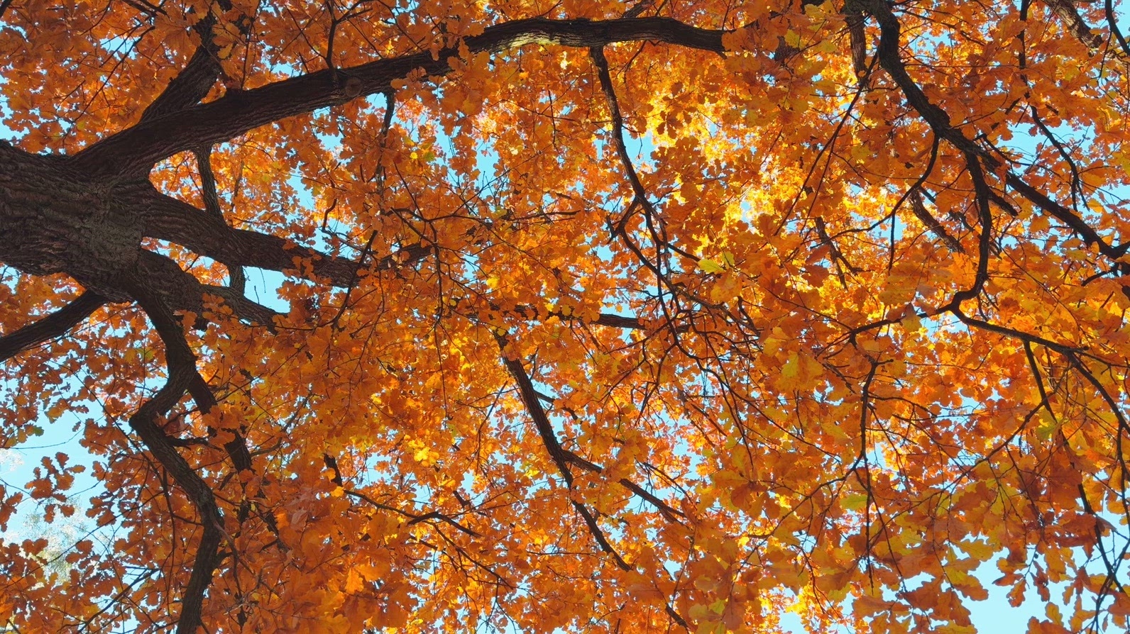 Seamless loop rotating vibrant view of autumn leaves