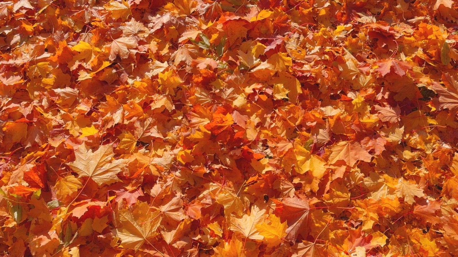 Seamless loop rotating ground covered with vibrant orange