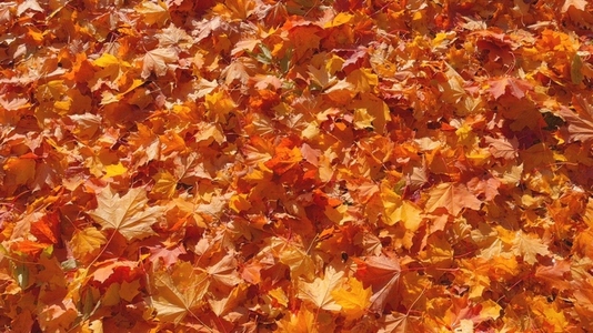 Seamless loop rotating ground covered with vibrant orange Seamless loop rotating ground covered with vibrant orange