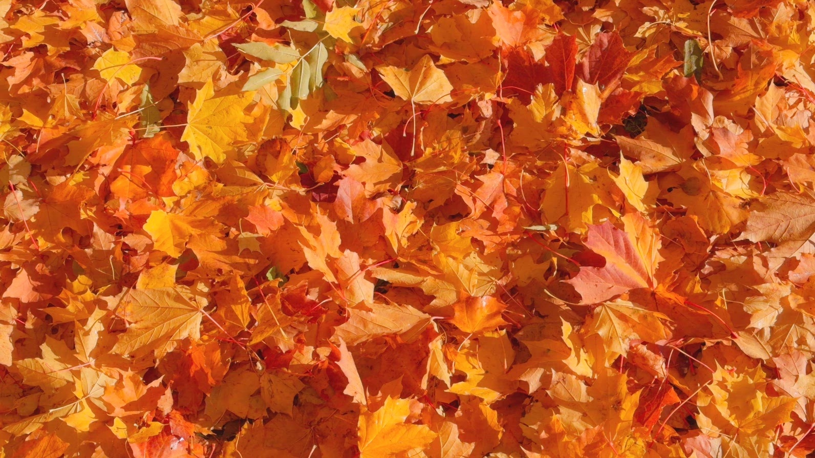 Seamless loop rotating vibrant carpet of autumn leaves