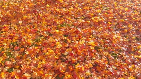 Seamless loop rotating ground covered with colorful autumn leafs