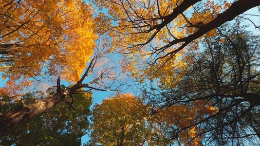 Seamless loop rotating autumn trees with vibrant yellow orange