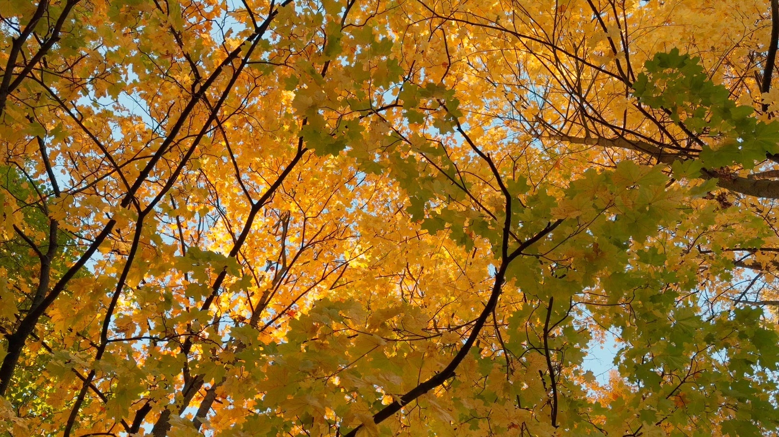 Seamless loop rotating autumn leaves with vibrant yellow