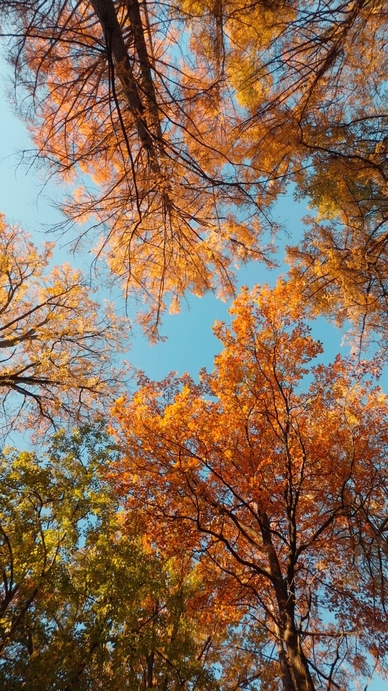 Seamless loop rotating autumn trees with vibrant orange