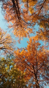 Seamless loop rotating autumn trees with vibrant orange