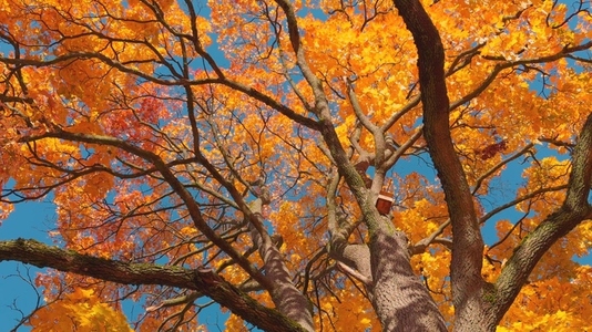 Seamless loop rotating vibrant autumn tree with bright orange