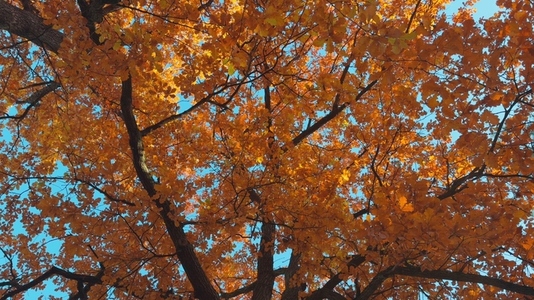 Seamless loop rotating vibrant view of autumn leaves on a tree