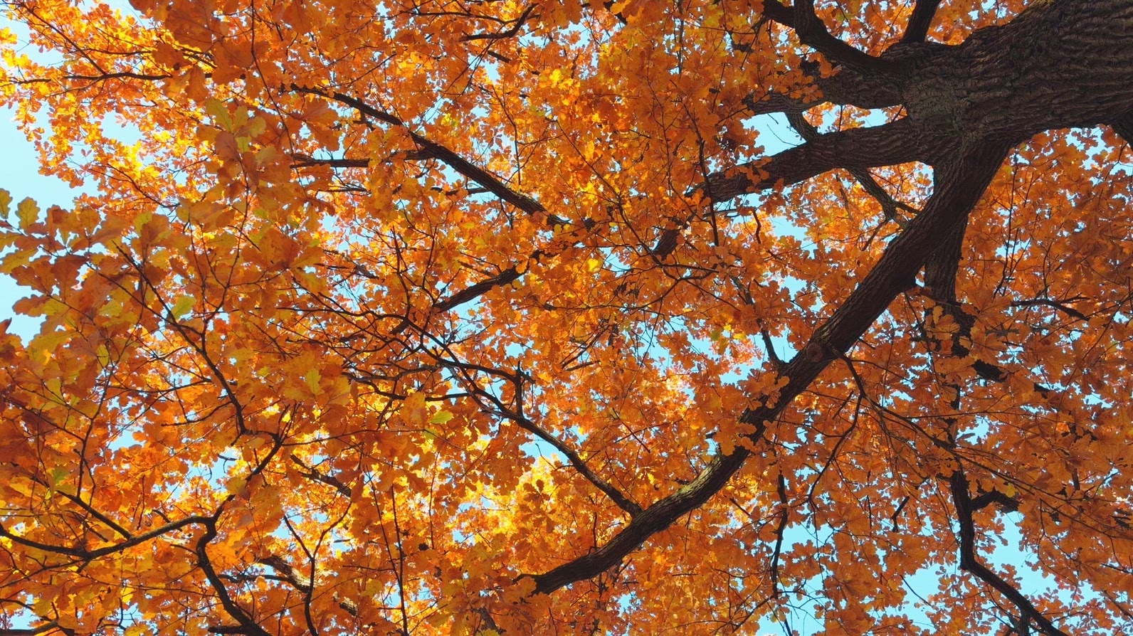 Seamless loop rotating vibrant view of autumn leaves