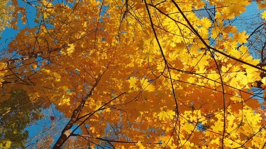 Seamless loop rotating vibrant yellow autumn leaves