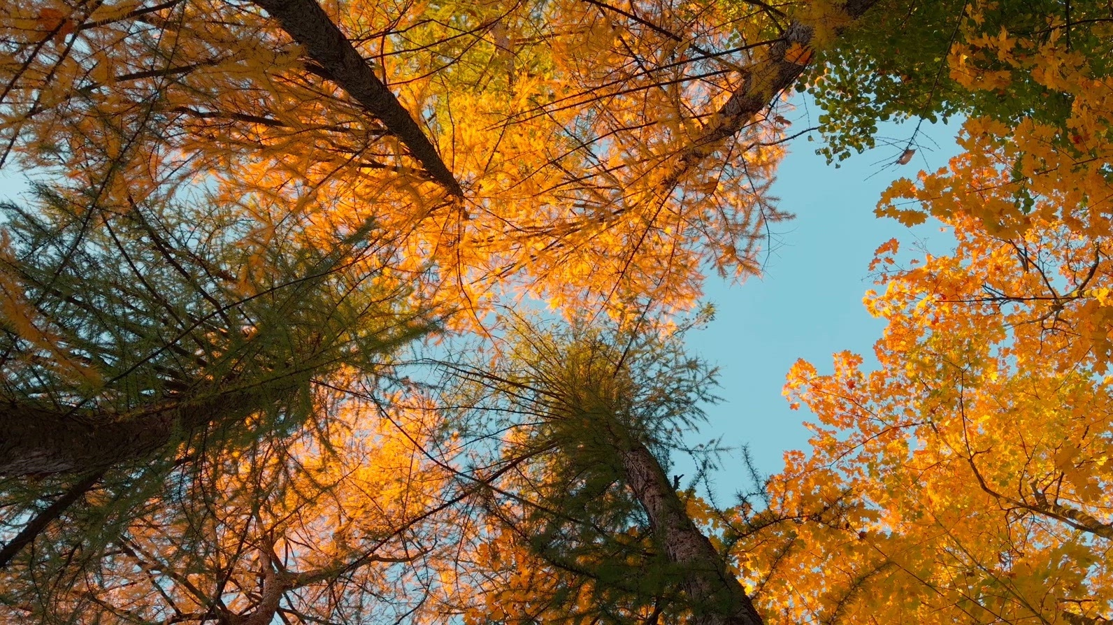 Seamless loop rotating looking up at trees with vibrant autumn