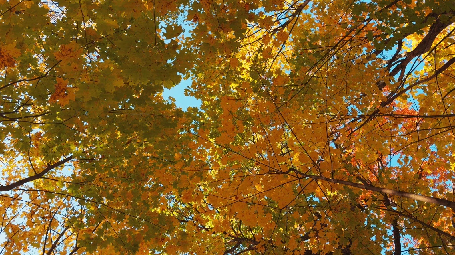 Seamless loop rotating colorful autumn leaves