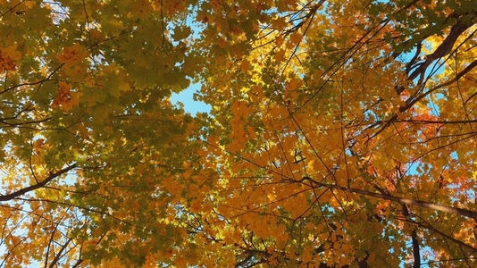 Seamless loop rotating colorful autumn leaves