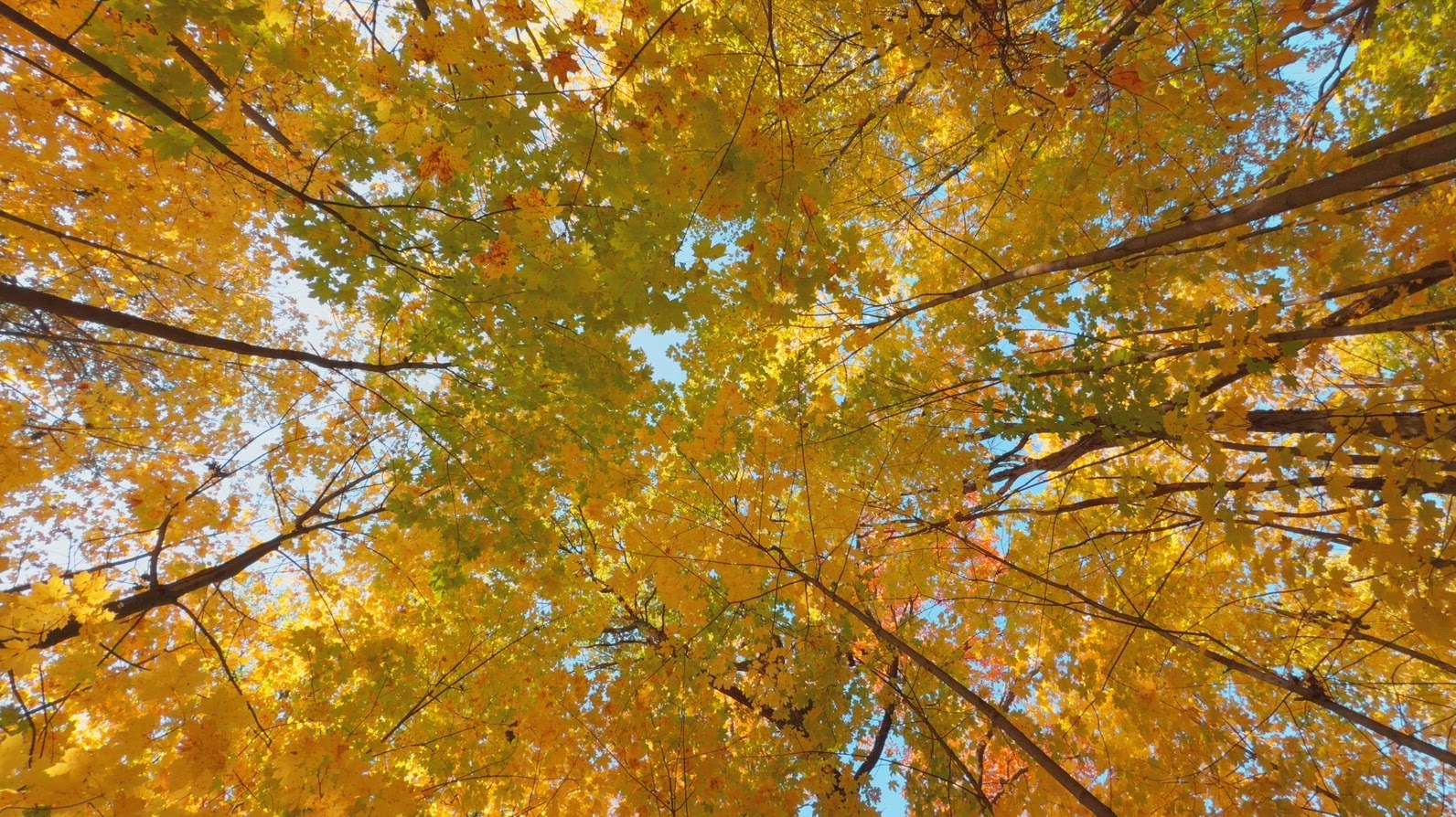 Seamless loop rotating vibrant view of autumn trees