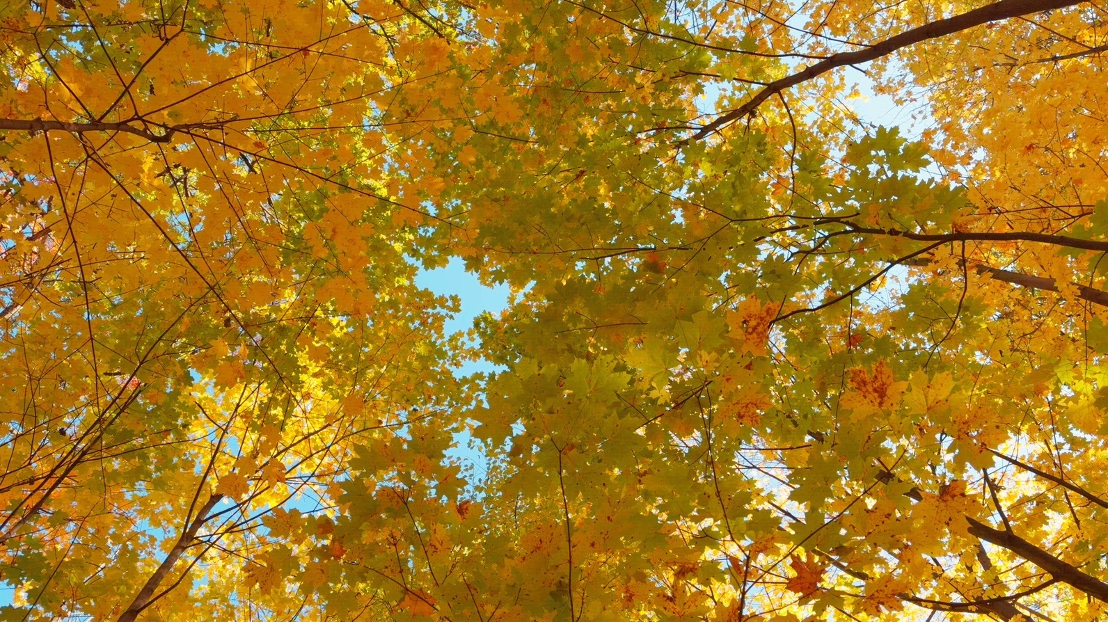 Seamless loop rotating autumn leaves from below