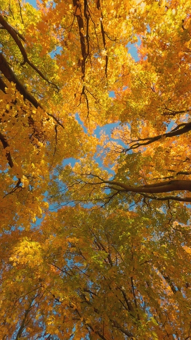 Seamless loop rotating looking up at vibrant autumn leaves